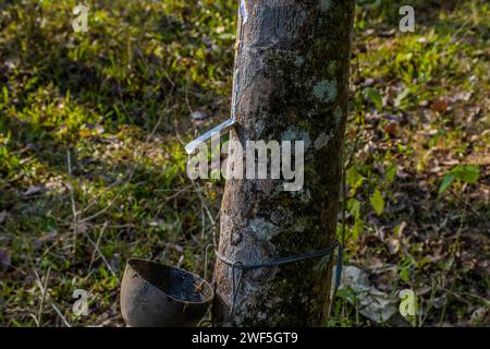 Gummielastisches Latex aus Gummibaum Kerala Indien extrahiert Stockfoto