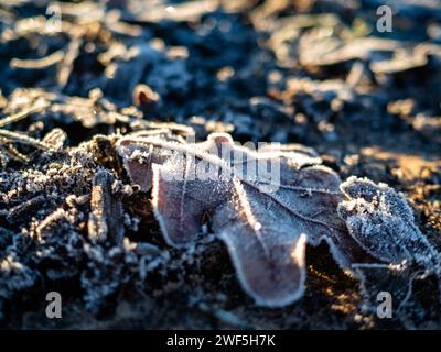 Malden, Niederlande. Januar 2024. Ein Blick auf ein Blatt auf dem Gras, beides eiskalt wegen der kalten Temperaturen. Nachdem drei benannte Stürme (Sturm Henk, Sturm Jocelyn und Sturm Isha) im Januar durch die Niederlande gezogen wurden, haben an diesem Wochenende die eisigen Temperaturen in der Nacht die Landschaft in weiße Landschaften verwandelt. Am Sonntagmorgen genossen Wanderer und Biker bei ihren Outdoor-Sportarten sonnige und kalte Temperaturen. (Foto: Ana Fernandez/SOPA Images/SIPA USA) Credit: SIPA USA/Alamy Live News Stockfoto