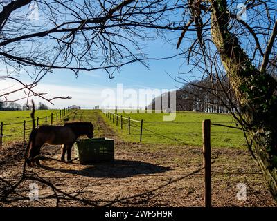 Groesbeek, Niederlande. Januar 2024. Ein Pferd wird an einem kalten, aber sonnigen Morgen beim Essen gesehen. Nachdem drei benannte Stürme (Sturm Henk, Sturm Jocelyn und Sturm Isha) im Januar durch die Niederlande gezogen wurden, haben an diesem Wochenende die eisigen Temperaturen in der Nacht die Landschaft in weiße Landschaften verwandelt. Am Sonntagmorgen genossen Wanderer und Biker bei ihren Outdoor-Sportarten sonnige und kalte Temperaturen. (Foto: Ana Fernandez/SOPA Images/SIPA USA) Credit: SIPA USA/Alamy Live News Stockfoto