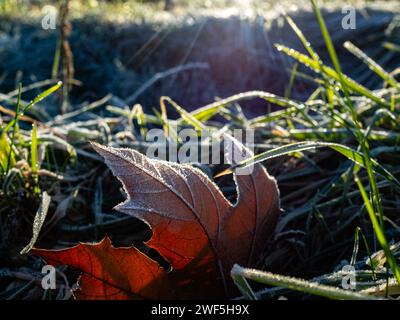 Malden, Niederlande. Januar 2024. Ein Blatt auf dem Gras ist aufgrund der niedrigen Temperaturen mit Frost bedeckt. Nachdem drei benannte Stürme (Sturm Henk, Sturm Jocelyn und Sturm Isha) im Januar durch die Niederlande gezogen wurden, haben an diesem Wochenende die eisigen Temperaturen in der Nacht die Landschaft in weiße Landschaften verwandelt. Am Sonntagmorgen genossen Wanderer und Biker bei ihren Outdoor-Sportarten sonnige und kalte Temperaturen. (Foto: Ana Fernandez/SOPA Images/SIPA USA) Credit: SIPA USA/Alamy Live News Stockfoto