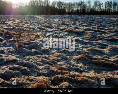 Malden, Niederlande. Januar 2024. Ein Blick auf ein frostbedecktes Feld. Nachdem drei benannte Stürme (Sturm Henk, Sturm Jocelyn und Sturm Isha) im Januar durch die Niederlande gezogen wurden, haben an diesem Wochenende die eisigen Temperaturen in der Nacht die Landschaft in weiße Landschaften verwandelt. Am Sonntagmorgen genossen Wanderer und Biker bei ihren Outdoor-Sportarten sonnige und kalte Temperaturen. (Foto: Ana Fernandez/SOPA Images/SIPA USA) Credit: SIPA USA/Alamy Live News Stockfoto