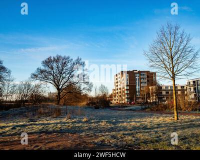 Malden, Niederlande. Januar 2024. Ein Blick auf Gras, das aufgrund der kalten Temperaturen in der Nacht gefriert hat. Nachdem drei benannte Stürme (Sturm Henk, Sturm Jocelyn und Sturm Isha) im Januar durch die Niederlande gezogen wurden, haben an diesem Wochenende die eisigen Temperaturen in der Nacht die Landschaft in weiße Landschaften verwandelt. Am Sonntagmorgen genossen Wanderer und Biker bei ihren Outdoor-Sportarten sonnige und kalte Temperaturen. (Foto: Ana Fernandez/SOPA Images/SIPA USA) Credit: SIPA USA/Alamy Live News Stockfoto