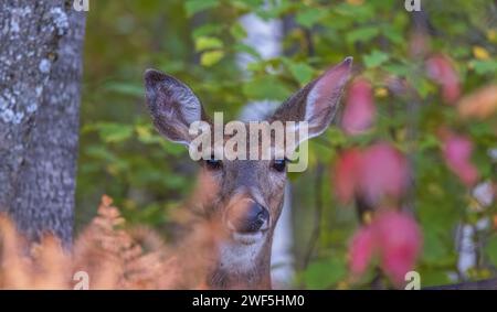 Weißschwanzhirsch blickt durch die Herbstvegetation in einem Wald im Norden von Wisconsin. Stockfoto