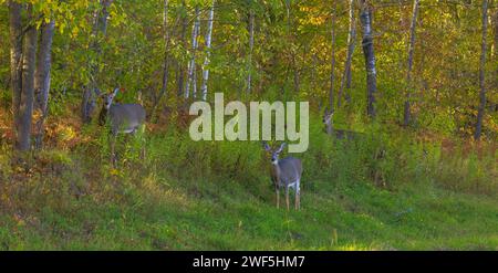 Wildschwanzhirsche, die auf einem Hügel im Norden von Wisconsin herumwühlen. Stockfoto