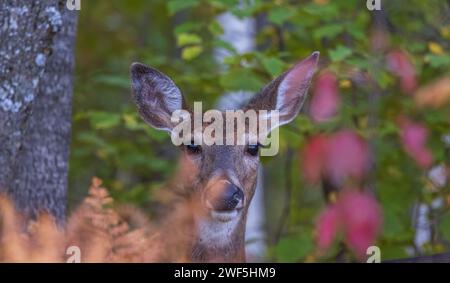 Weißschwanzhirsch blickt durch die Herbstvegetation in einem Wald im Norden von Wisconsin. Stockfoto