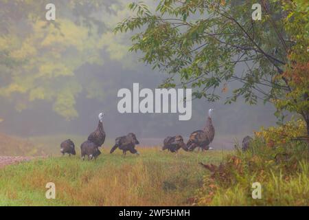 Eine Herde wilder Truthühner aus dem Osten, die im Morgennebel füttern. Stockfoto