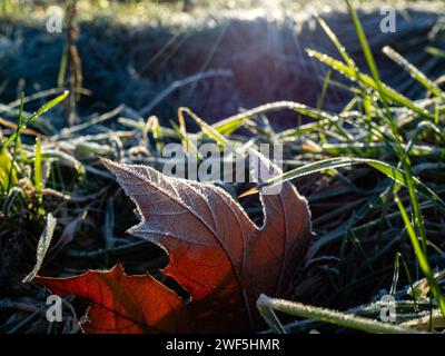 Malden, Gelderland, Niederlande. Januar 2024. Ein Blatt auf dem Gras ist aufgrund der niedrigen Temperaturen mit Frost bedeckt. Nachdem drei benannte Stürme (Sturm Henk, Sturm Jocelyn und Sturm Isha) im Januar durch die Niederlande gezogen wurden, haben an diesem Wochenende die eisigen Temperaturen in der Nacht die Landschaft in weiße Landschaften verwandelt. Am Sonntagmorgen genossen Wanderer und Biker bei ihren Outdoor-Sportarten sonnige und kalte Temperaturen. (Credit Image: © Ana Fernandez/SOPA Images via ZUMA Press Wire) NUR REDAKTIONELLE VERWENDUNG! Nicht für kommerzielle ZWECKE! Stockfoto