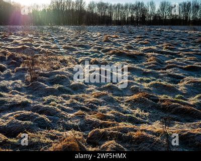 Malden, Gelderland, Niederlande. Januar 2024. Ein Blick auf ein frostbedecktes Feld. Nachdem drei benannte Stürme (Sturm Henk, Sturm Jocelyn und Sturm Isha) im Januar durch die Niederlande gezogen wurden, haben an diesem Wochenende die eisigen Temperaturen in der Nacht die Landschaft in weiße Landschaften verwandelt. Am Sonntagmorgen genossen Wanderer und Biker bei ihren Outdoor-Sportarten sonnige und kalte Temperaturen. (Credit Image: © Ana Fernandez/SOPA Images via ZUMA Press Wire) NUR REDAKTIONELLE VERWENDUNG! Nicht für kommerzielle ZWECKE! Stockfoto