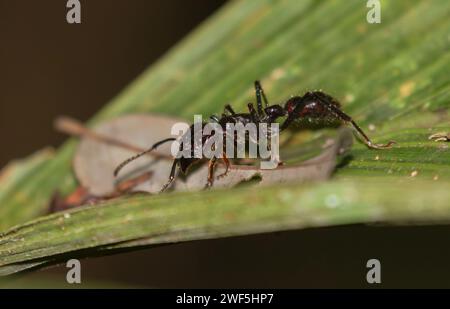 Bullet Ant (Paraponera clavata) auf Blatt an der biologischen Station La Selva, Costa Rica Stockfoto