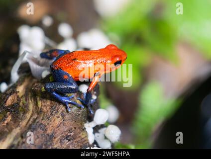 Der Erdbeergiftfrosch (Oophaga pumilio), biologische Station La Selva, Costa Rica Stockfoto