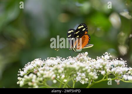 Tigergestreifter Langflügel (Heliconius ismenius), der sich von Blumen von Palicourea acuminate im Regenwalddach in Costa Rica ernährt Stockfoto