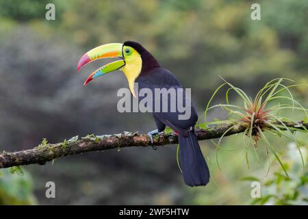 Toucan mit Kielschnabel (Ramphastos sulfuratus) in der La Laguna del Lagarto Lodge, Costa Rica Stockfoto