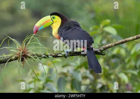 Toucan mit Kielschnabel (Ramphastos sulfuratus) in der La Laguna del Lagarto Lodge, Costa Rica Stockfoto