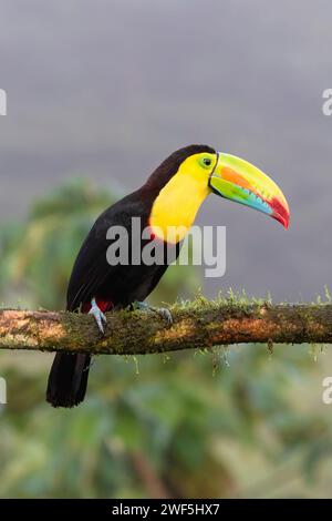 Toucan mit Kielschnabel (Ramphastos sulfuratus) in der La Laguna del Lagarto Lodge, Costa Rica Stockfoto