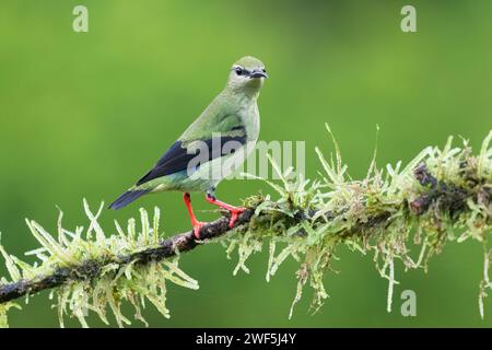 Männliche Rotbeinige Honeycreepers aus nächster Nähe, Boca Tapada, San Carlos, Costa Rica Stockfoto