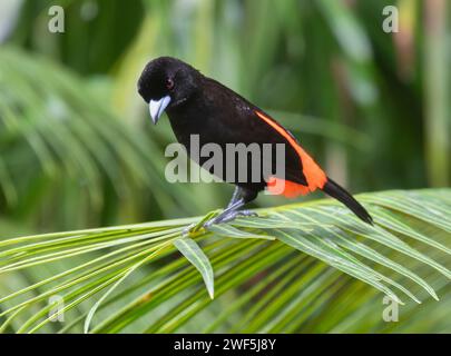 Männlicher Scharlach-Tanager (Ramphocelus passerinii) als Beispiel für Geschlechtsdimorphismus bei Vögeln, Laguna Del Lagarto Lodge, Costa Rica Stockfoto