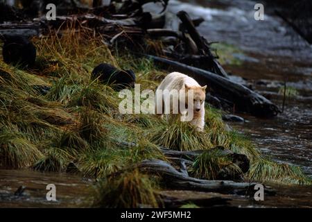 Geisterbär, kermode, Schwarzbär, Ursus americanus, säen mit Jungen entlang eines Flusses im Regenwald der zentralen Küste von British Columbia, Kanada Stockfoto