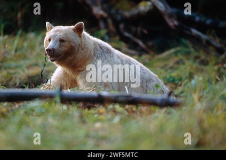 Geisterbär, kermode, Schwarzbär, Ursus americanus, säen im Regenwald der Küste von British Columbia, Kanada Stockfoto