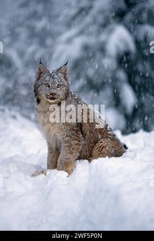 lynx, Lynx Lynx, in den verschneiten Ausläufern der Takshanuk Mountains im nördlichen Südosten Alaskas Stockfoto