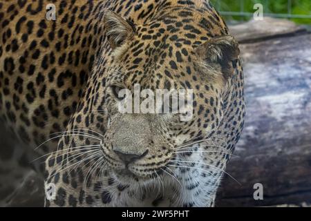 Sri-Lanka-Leopard Stockfoto