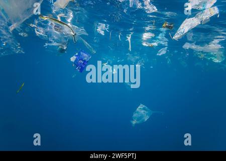 Junge Jungfischschule unter Wasser um Plastiktüten und Abfälle verschiedener Art in blauem Wasser vor Baucau in der Demokratischen Republik Timor-Leste. Stockfoto