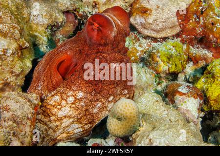 Der Tagesoktopus, Octopus cyanea, ist auch als der große blaue Oktopus bekannt. Es kommt sowohl im Pazifik als auch im Indischen Ozean vor, von Hawaii bis zum östlichen CO Stockfoto