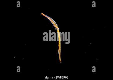 Das Paralarvalenstadium eines Nachtoktopus, Callistoctopus aspilosomatis. Dieses Bild wurde nachts aufgenommen, mit der unteren 3000 Meter darunter, eine Meile von t entfernt Stockfoto