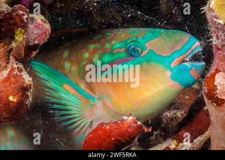 Dieser dreifarbige Papageienfisch, Scarus tricolor, hat eine Schleimblase absondert, um ihn nachts vor Raubtieren zu schützen, Yap, Föderierte Staaten von Mikronesien. Stockfoto