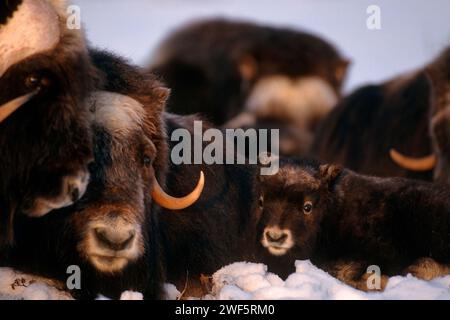 Muskox, Ovibos moschatus, Kuh mit Kalb auf der zentralen arktischen Küstenebene, North Slope der Brooks Range, Alaska Stockfoto