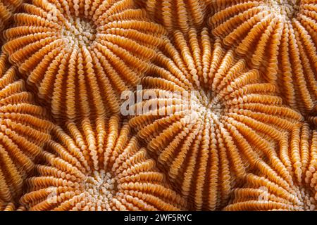 Ein genauer Blick auf gesunde Hartkorallenpolypen, Diploastrea heliopora. Das sind nur ein paar Zehntausende, die diese riesige Kolonie bilden, Yap, Mic Stockfoto