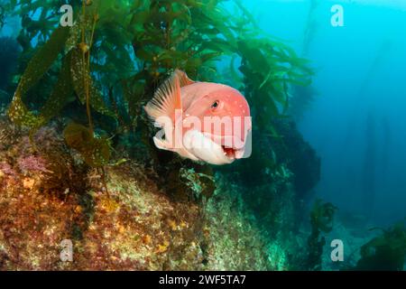 Weibliche Schafkopf, Semicossyphus pulcher, werden in einem Wald von Riesenkelp, Macrocystis pyrifera, vor Santa Barbara Island, Kalifornien, USA, abgebildet. Stockfoto