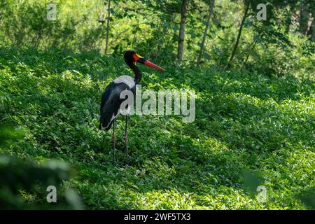 Sattelschnabelstorch (Ephippiorhynchus senegalensis) Stockfoto
