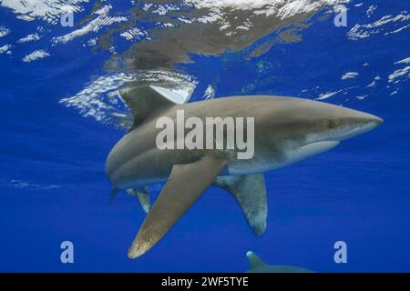 Dieser ozeanische Weißspitzenhai, Carcharhinus longimanus, hat seine Brustflossen nach unten gerichtet, in einer Aggressivität, einige Meilen vor der Großen Insel Stockfoto