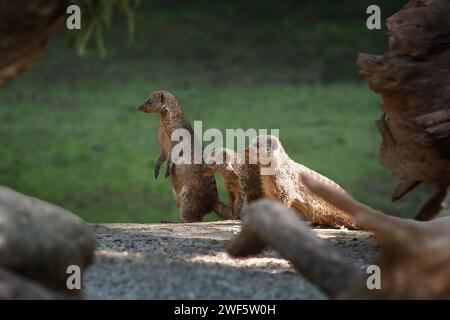 Banded Mungos (Mungos mungo) Gruppe Stockfoto