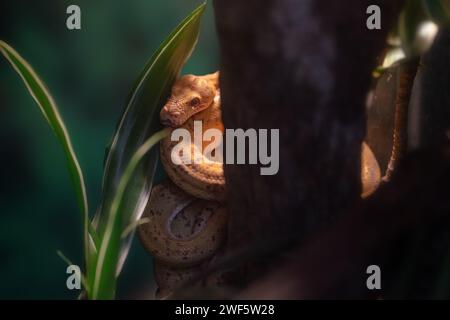 Amazonas-Baum-Boa-Schlange (Corallus hortulanus) Stockfoto