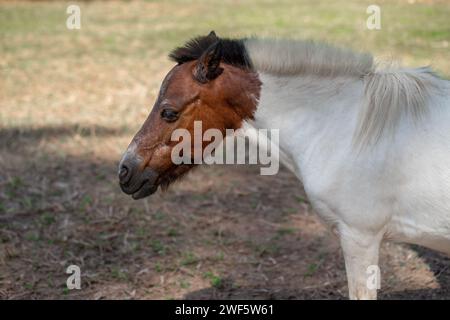 Miniaturpferd (Equus Ferus Caballus) Stockfoto