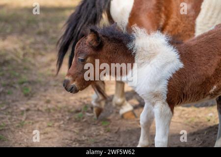 Junges Miniaturpferd (Equus ferus caballus) Stockfoto