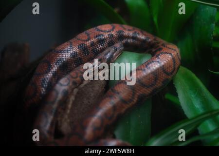 Rainbow Boa Schlange (Epicrates cenchria cenchria) Stockfoto