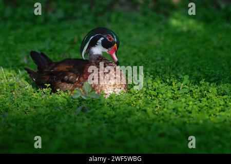 Männliche Holzente (Aix sponsa) oder Carolina Duck Stockfoto