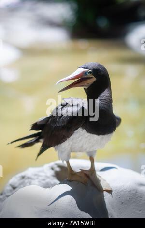 Braunes Booby (Sula leucogaster) Stockfoto