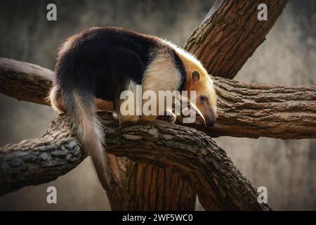 Südliche Tamandua (Tamandua tetradactyla) oder Kragenanteater Stockfoto