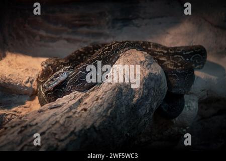 Argentinische Boa-Schlange (Boa constrictor occidentalis) Stockfoto