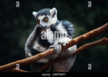 RingschwanzLemur (Lemur catta) - Madagaskar Primate Stockfoto