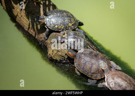 Rotohr-Rutschschildkröte (Trachemys scripta elegans) Stockfoto