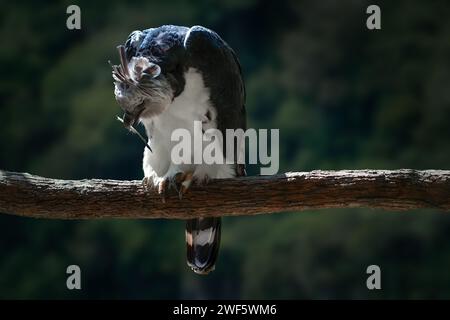 Harpyja (Harpia harpyja) mit einer Feder auf dem Schnabel Stockfoto