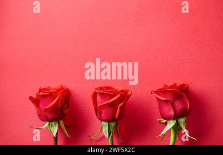 Nahaufnahme von drei roten Rosen Knospen auf rotem Hintergrund, Draufsicht Stockfoto