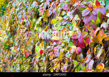 Das Bild fängt das Wesen des Herbstes mit einem üppigen Wandteppich aus bunten Herbstblättern ein, die im Hintergrund künstlerisch verschwommen sind und den Jahreszeitwechsel betonen. Stockfoto