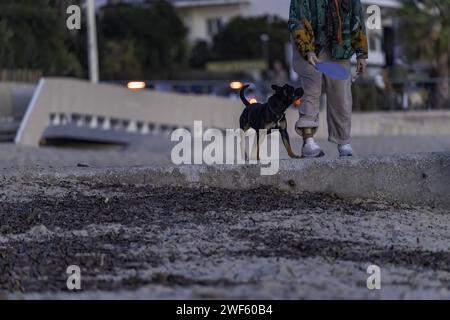 Ein Staffie mit seinem Meister am Strand am Meer. Hochwertige Fotos Stockfoto