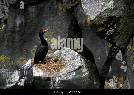 Rotschauer Kormoran Phalacrocorax urile auf der Pribloff-Insel Saint Paul mitten in der Beringsee, Alaska Stockfoto