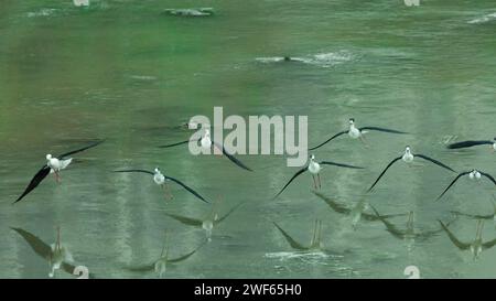 Schwarzer geflügelter Langfuß-Sandpiper erscheint in Chongqing Stockfoto